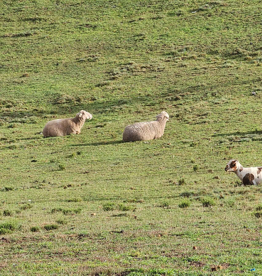 Chillaxing in the paddock