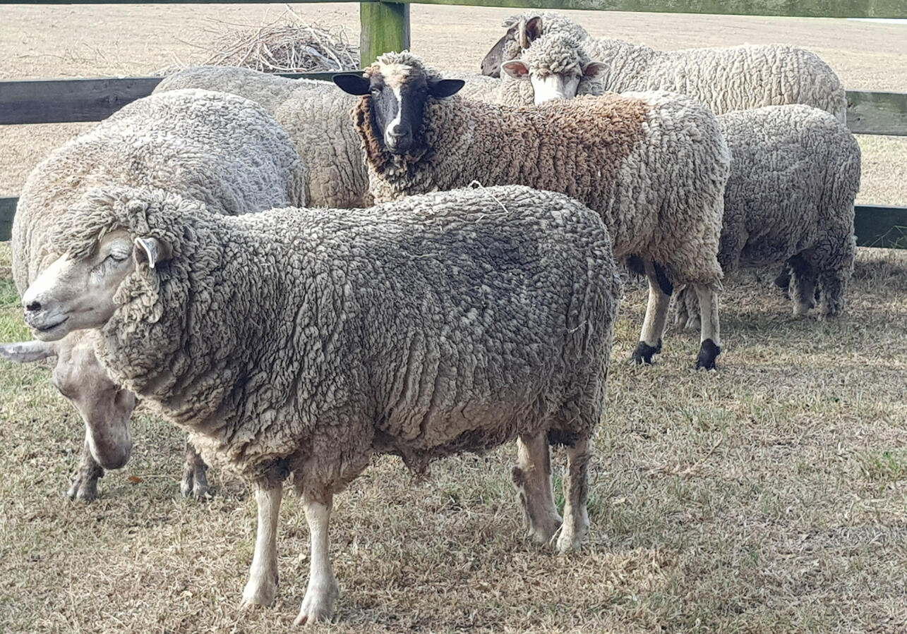 Corralled ready for shearing