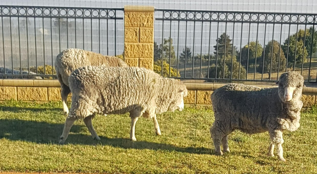 Storm, Charlie & Mary