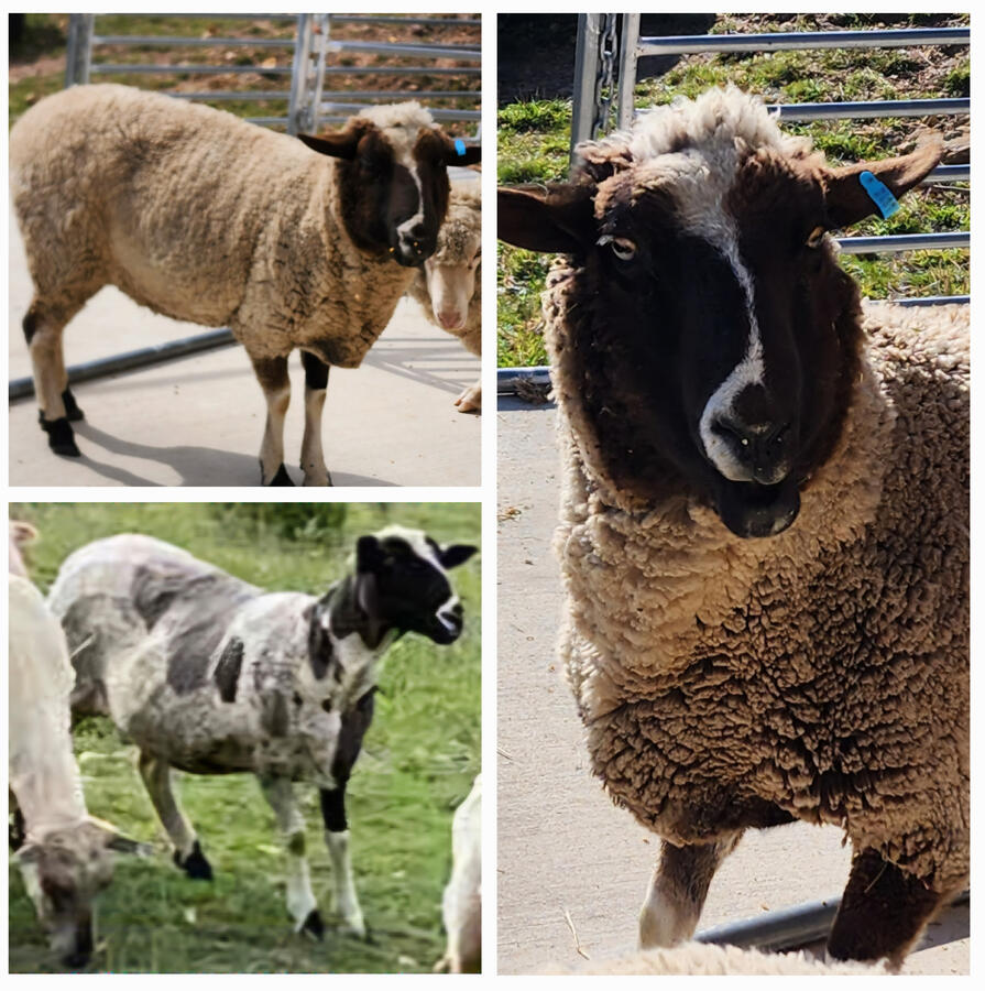Storm-unshorn and shorn
