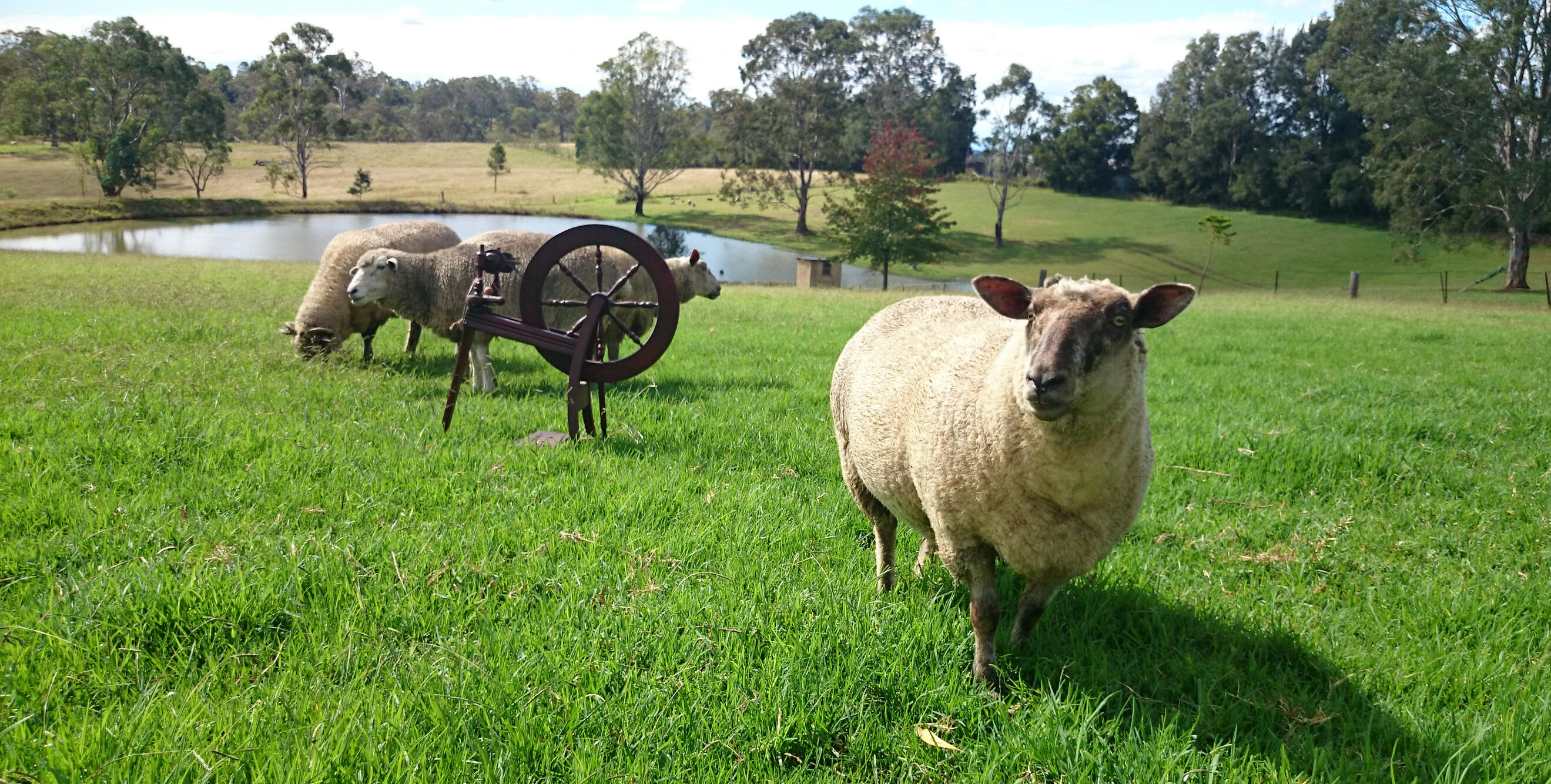 Original flock